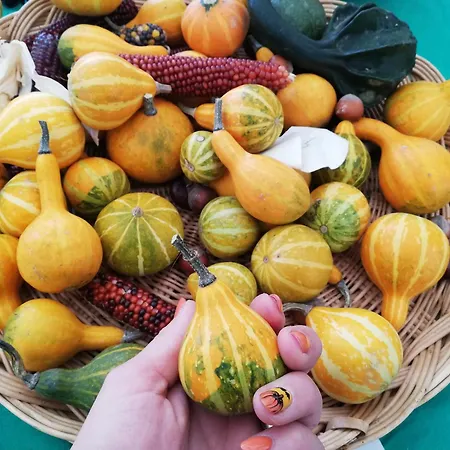 公寓 Sailor 巴拉通雷勒